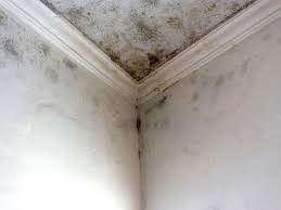 Best Basement Mold Removal  in Whitwell, TN